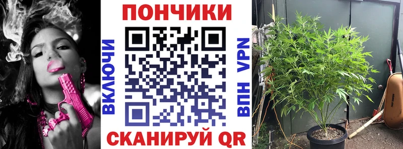 Конопля гибрид  Купить где  Томмот 